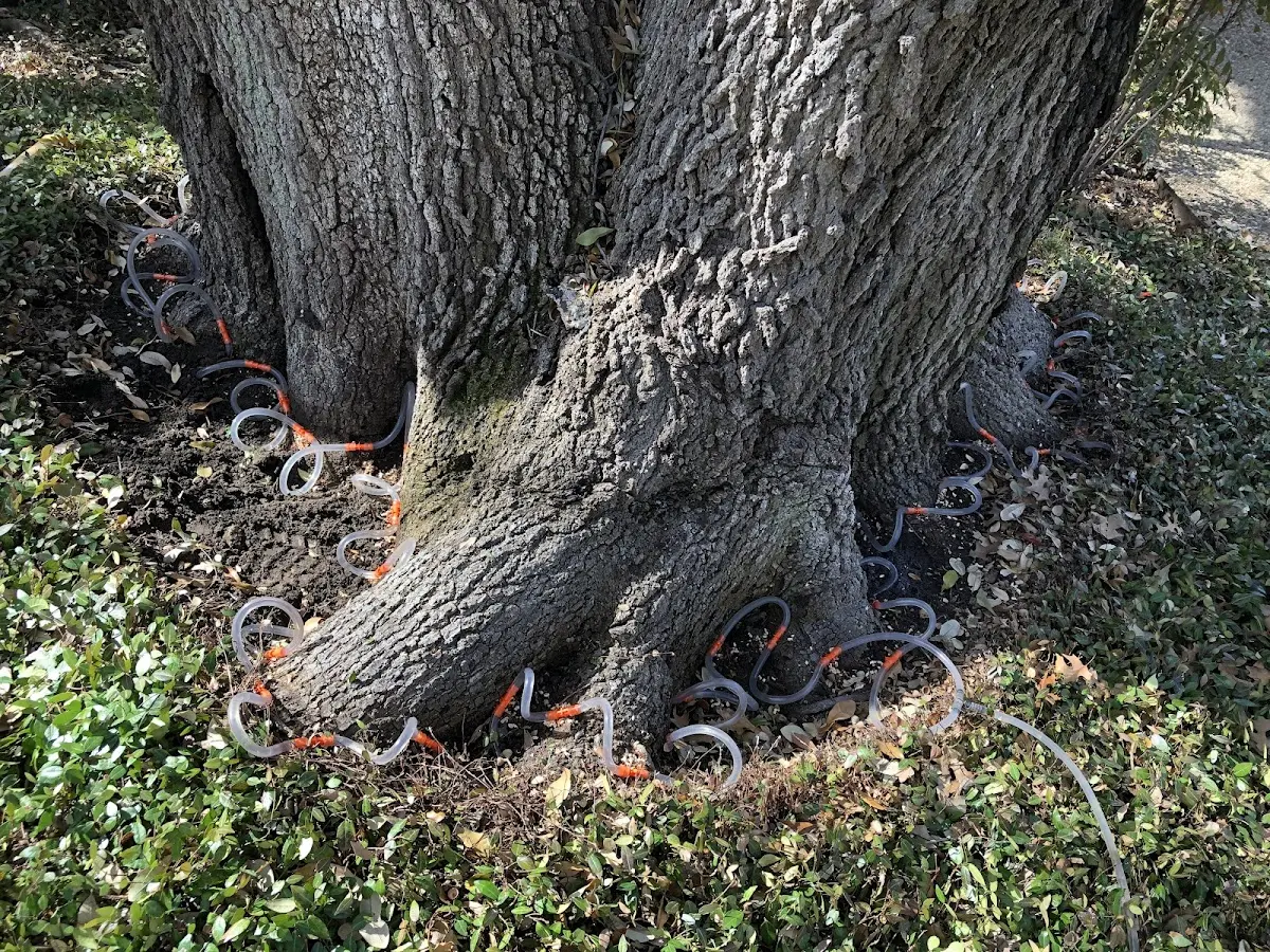 Detailed Tree Cabling and Bracing job site in Rowe