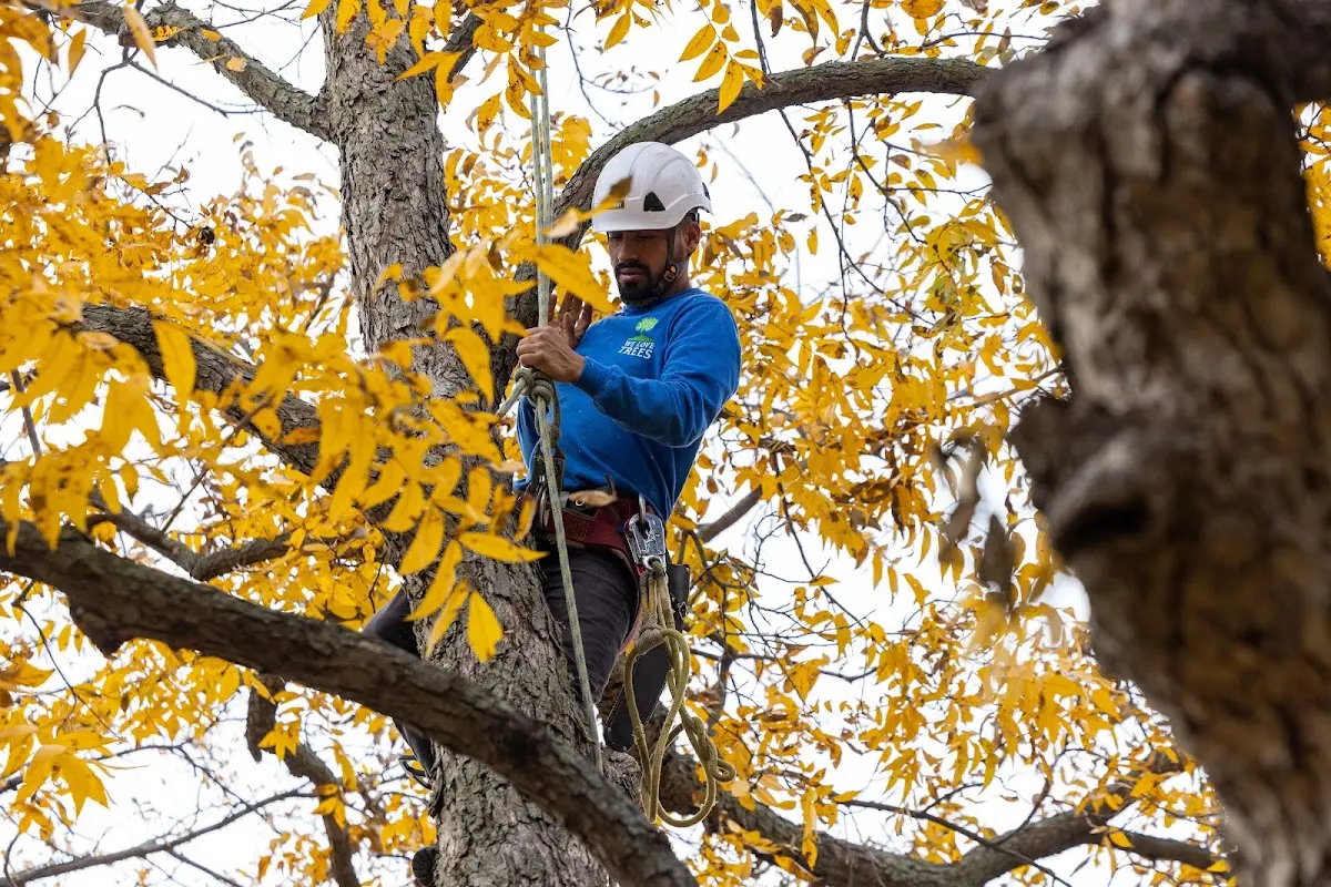 Skilled Tree Trimming crew working in Rowe