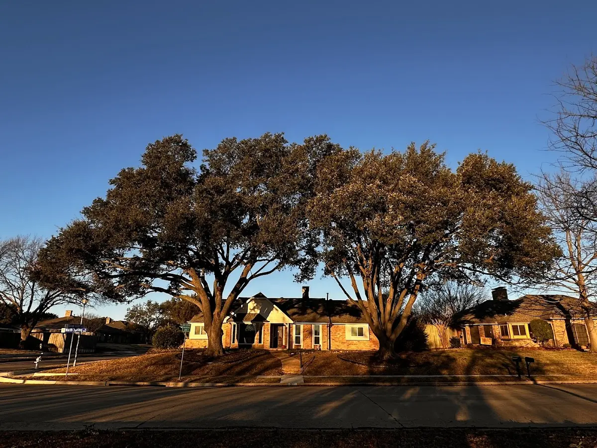 Established residential canopy tree shading a home in Rowe